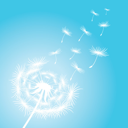Vector illustration dandelion flower.のイラスト素材