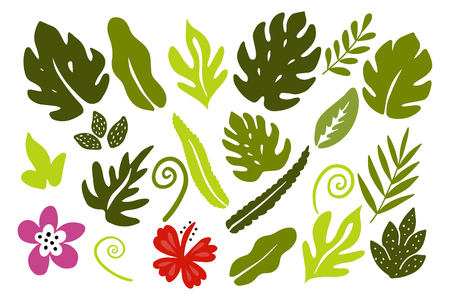 Different tropical leaves on white background.のイラスト素材