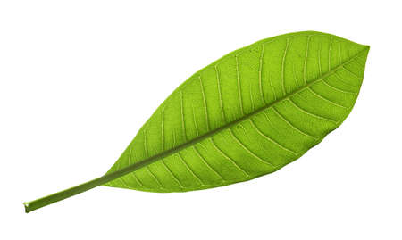 Natural tropical green leaf isolated on white background