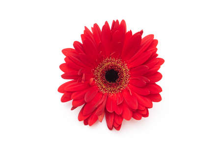 Flower of red Gerbera isolated on white backgroundの写真素材