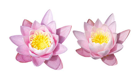 Pink water lily flower isolated on white backgroundの写真素材