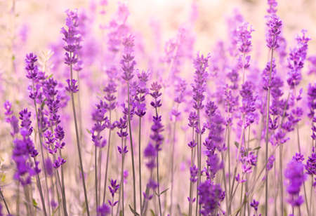Amazing lavender flower field in Provence, France, field of lavender, summer backgroundの写真素材