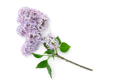 Brunch of blooming lilac isolated on white background. Violet, purple flowers of lilac, top view, spring picture.の写真素材