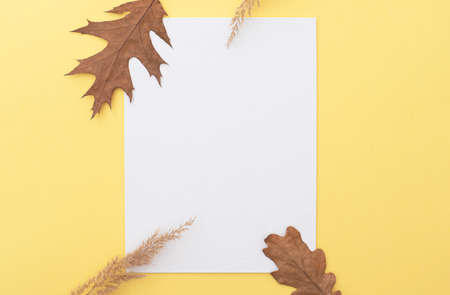 Simply autumn composition, layout with white blank canvas, tree leaves and dry grass, space for text