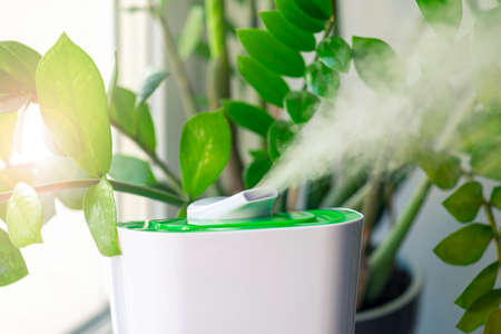 Close-up of steam from humidifier, green flower at a roomの写真素材