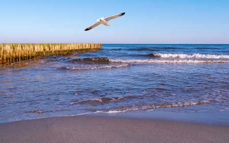 Coastline of Baltic sea. Baltic sea during windy day.の写真素材