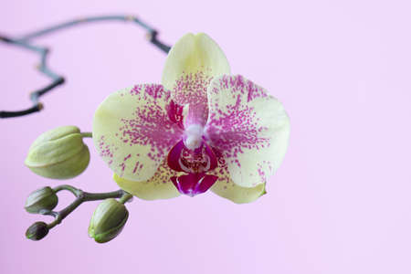Blooming orchid flower. Yellow-Pink orchid.の写真素材