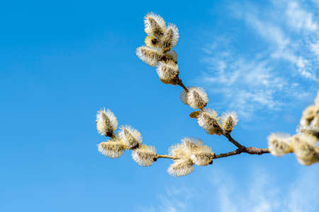 Blooming pussy willow against blue sky, spring nature backgroundの写真素材