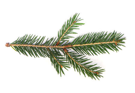 Fir Tree Branch, Pine Tree Branch isolated on white Backgroundの写真素材