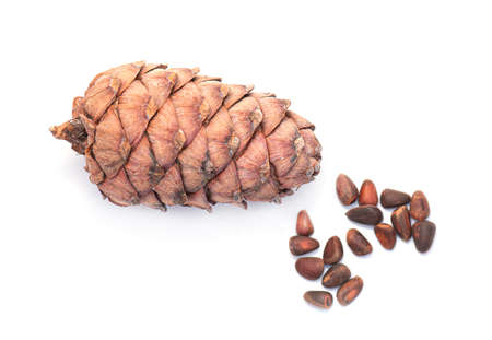 Siberian Cedar Pine Cone, Cedar Cone isolated on white Backgroundの写真素材
