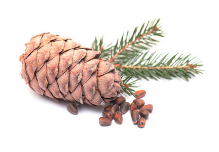 Siberian Cedar Pine Cone, Cedar Cone isolated on white Backgroundの写真素材