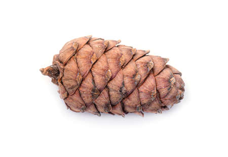 Siberian Cedar Pine Cone, Cedar Cone isolated on white Backgroundの写真素材
