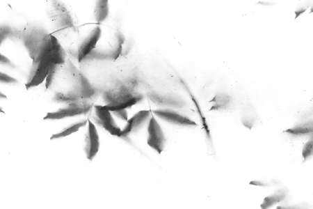 Shadows of Leaves on Trees as vintage dirty Texture or Background, abstract Background of Shadows of Plantsの写真素材