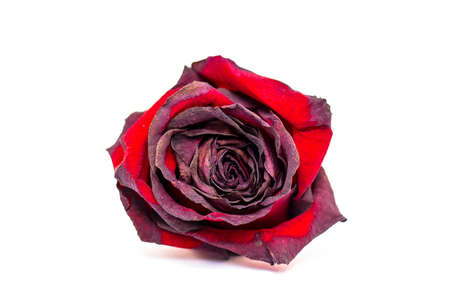 Withered dry red Rose isolated on white Backgroundの写真素材
