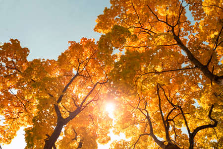 Amazing maple trees and sunlight with blue sky during warm autumn day. Landscape with yellow bright maple folliageの写真素材