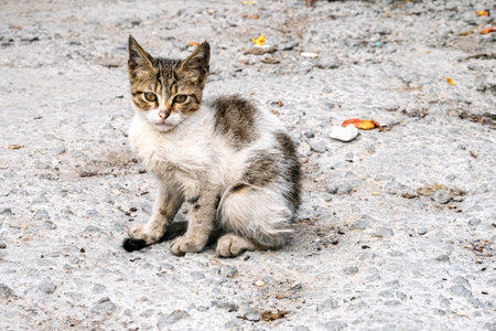 Homeless dirty kitty, cat sitting in front of camera. Stray cat in a street of Istanbul, Turkeyの写真素材