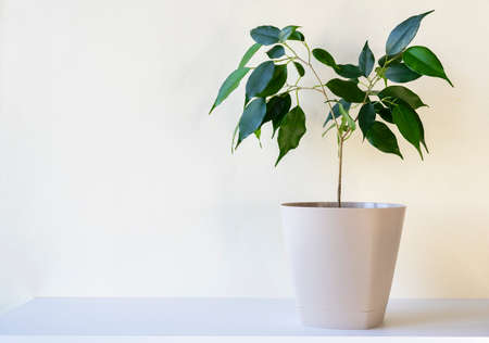 Green houseplant on a white desk, shelf in front of blank beige wall, space for textの写真素材
