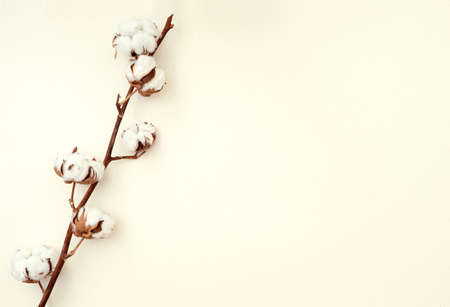 Minimal composition with cotton plant on beige background, top view, space for textの写真素材