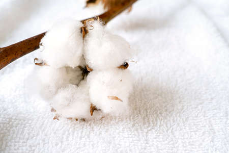 Close-up of natural cotton plant on white, soft towelの写真素材