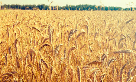 Panoramic view of field with rye, wheat before harvest in autumn sunny dayの写真素材