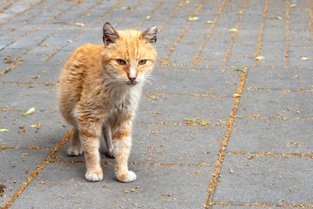Abandoned stray cat with red fur in a streetの写真素材