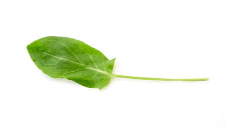 Single green sorrel leaf isolated on white, top viewの写真素材