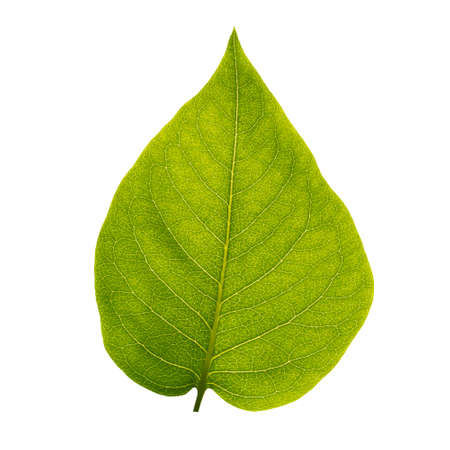 Front view of a green leaf with veins isolated on whiteの写真素材