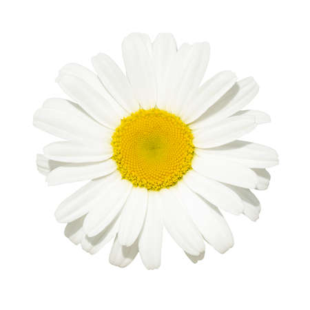 Blooming white chamomile daisy isolated, top viewの写真素材
