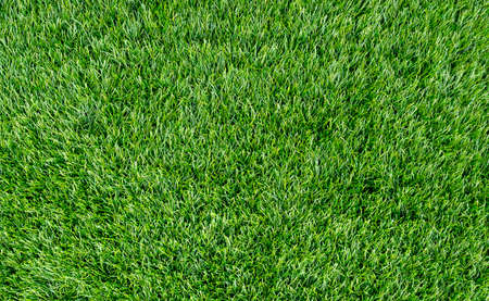 Top view of the short summer grass on a lawn as texture, backgroundの写真素材
