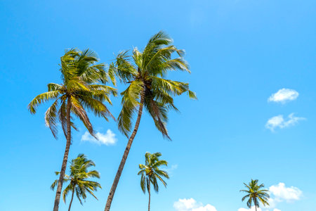Coconut palm trees and summer blue sky, tropical backgroundの写真素材