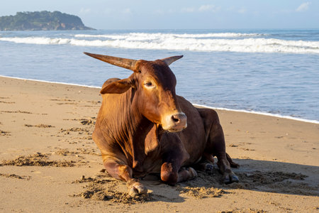 Domestic brown cow on the beach in Goa, Indiaの写真素材