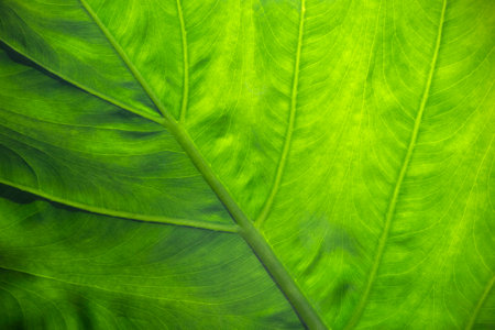 Macro shot of back side of green tropical leaf in front of sunlightの写真素材