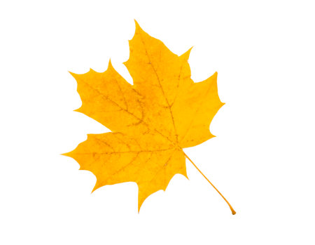 Bright yellow Canadian maple leaf isolated on white, top viewの写真素材
