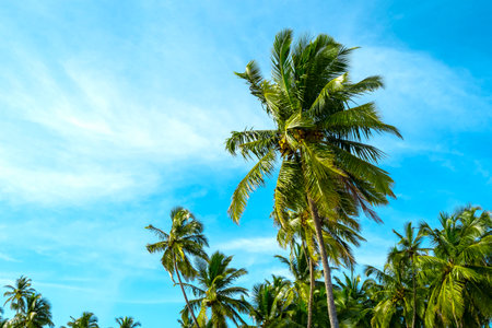 Tropical landscape with blue sky, sunny day and palm trees.の写真素材