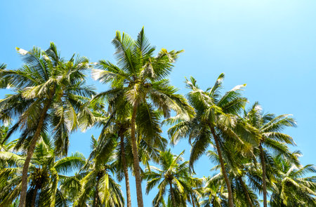 Grove of palm trees, coconut palms and blue sky during warm sunny dayの写真素材
