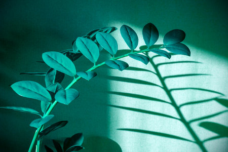 Creative picture of blue houseplant Zamioculcas with window light, abstract shadows and silhouettes on the wallの写真素材