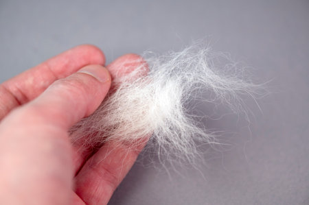 Person holding white fur or wool of domestic pet cat or dogの写真素材