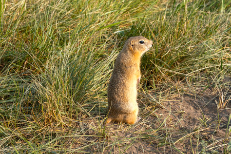 Wild gopher or ground squirrel in the grassの写真素材