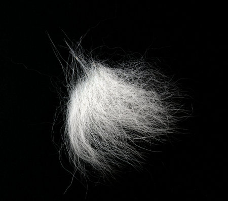 Tuft of white fur, heap gray-haired animal hair isolated on black, top viewの写真素材