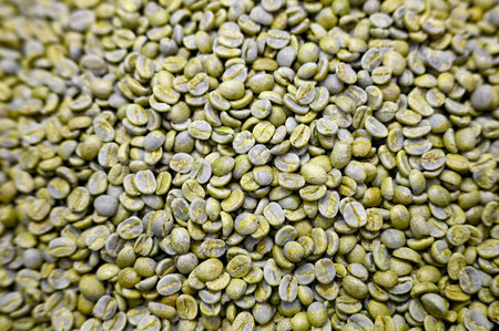 Heap of Green unroasted coffee beansの写真素材