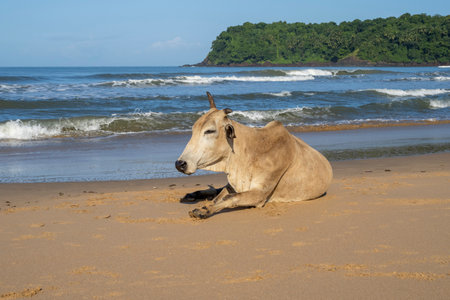 Domestic brown cow on the beach in Goa, Indiaの写真素材