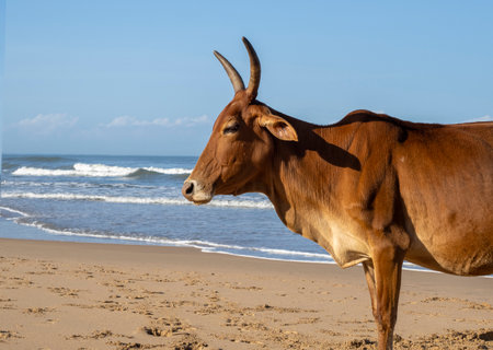 Domestic brown cow on the beach in Goa, Indiaの写真素材