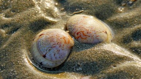 two lonely shells found on the wet sand