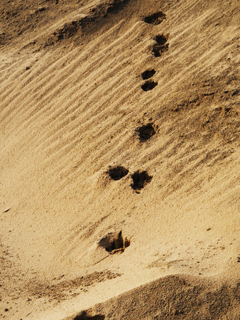 foot prints in the sand of the deserts in Saudi Arabiaの写真素材