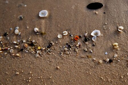 sea shells and broken shells on the sandの写真素材