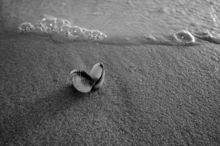 monochrome of sea shell on the beachの写真素材