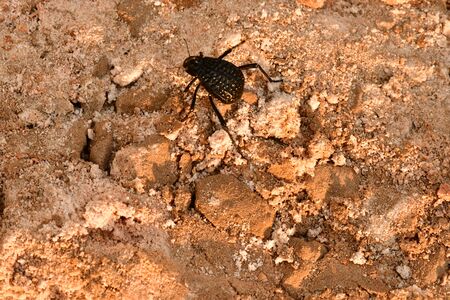 beetle in natural groundの写真素材