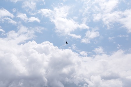 Bald Eagle in flight against blue sky and cloudsの写真素材