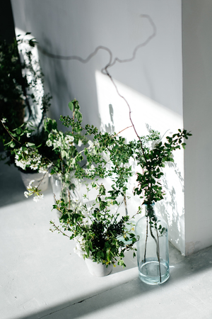Herbs in glass bottles near the white wall. The shadow from the window on the wall. White wall and white floor.の写真素材