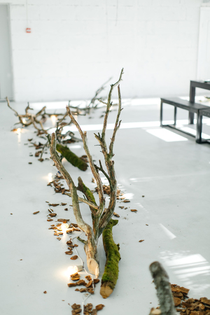 Wedding decor. The decor of wood on the floor. The tree on the floor. The bark on the white floor. Decor in eco-styleの写真素材